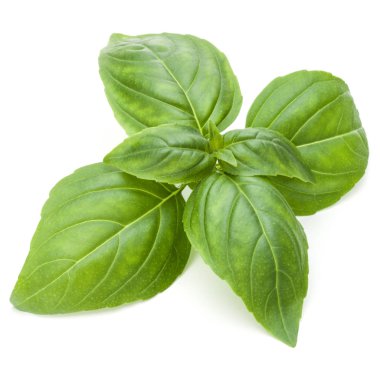 Taze yeşil fesleğen bitki yaprakları izole o stüdyo atış kapatın