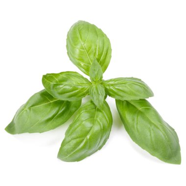 fesleğen bitki üzerinde izole beyaz arka plan bırakır. Cenova b