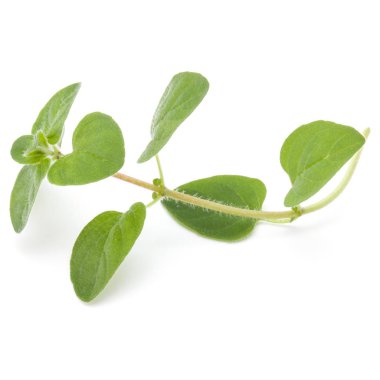 Beyaz arka plan kesme izole kekik veya mercanköşk yaprakları