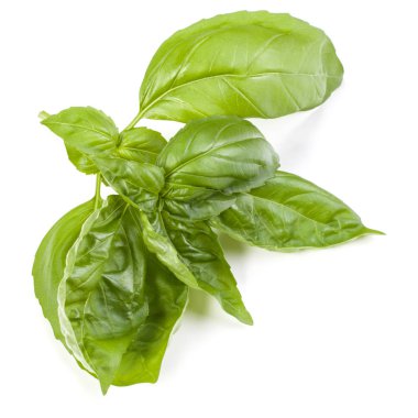 fesleğen bitki üzerinde izole beyaz arka plan bırakır. Cenova b