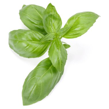 fesleğen bitki üzerinde izole beyaz arka plan bırakır. Cenova b