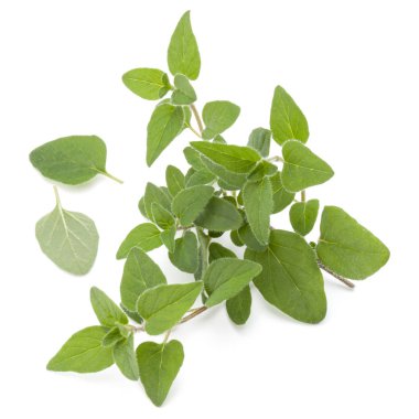 Beyaz arka plan kesme izole kekik veya mercanköşk yaprakları