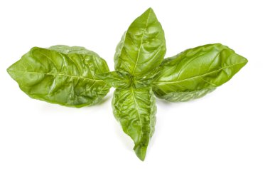 fesleğen bitki üzerinde izole beyaz arka plan bırakır. Cenova b