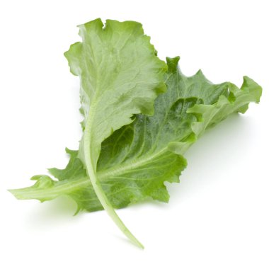 Taze yeşil hindiba salatası yaprak izole o stüdyo atış kapatın