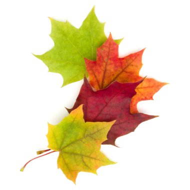 Beyaz arkaplanda izole edilmiş renkli sonbahar akçaağaç yaprağı 