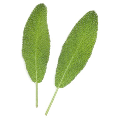 Adaçayı yaprakları üzerinde beyaz arka plan kesme izole. 