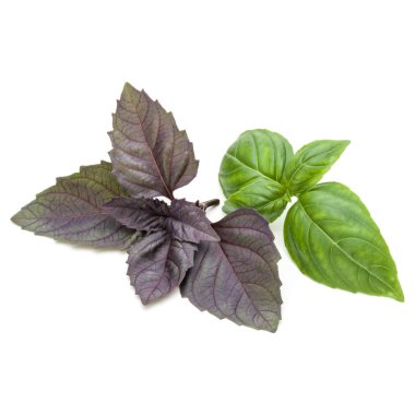 Taze yeşil Studio atış kapatın ve mi kırmızı fesleğen bitki yaprakları