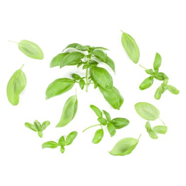 Arka plan düzenleme w izole tatlı Cenevizli fesleğen yaprağı