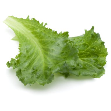 Taze yeşil hindiba salatası yaprak izole o stüdyo atış kapatın