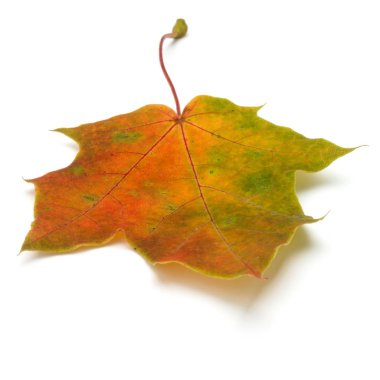 renkli sonbahar akçaağaç yaprağı üzerinde beyaz izole