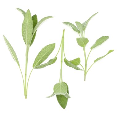 Adaçayı bitki buket beyaz arka plan kesme izole bırakır. T