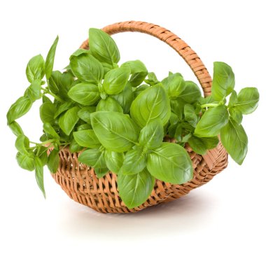 Fesleğen bitki yaprakları grup üzerinde beyaz izole hasır sepet içinde