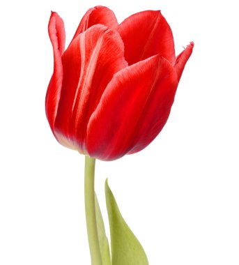 Kırmızı lale çiçeği başı beyaz arkaplanda izole edildi 