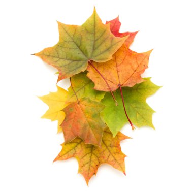 Beyaz arkaplanda izole edilmiş renkli sonbahar akçaağaç yaprağı 