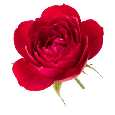 çiçek baş beyaz arka plan kesme izole bir kırmızı gül