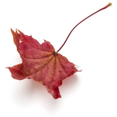 renkli sonbahar akçaağaç yaprağı üzerinde beyaz izole