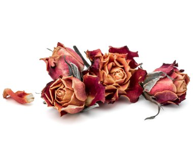 kurutulmuş gül çiçek baş beyaz arka plan kesme izole 