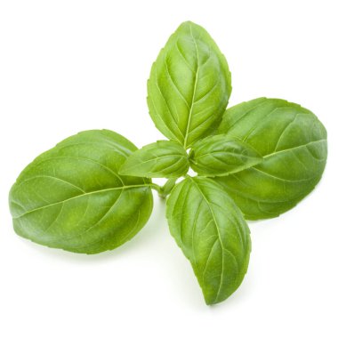 Taze yeşil fesleğen bitki yaprakları izole o stüdyo atış kapatın