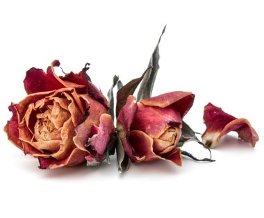 kurutulmuş gül çiçek baş beyaz arka plan kesme izole 