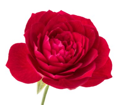 çiçek baş beyaz arka plan kesme izole bir kırmızı gül