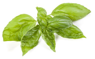 fesleğen bitki üzerinde izole beyaz arka plan bırakır. Cenova b