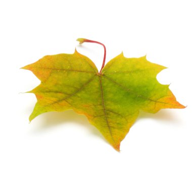 renkli sonbahar akçaağaç yaprağı üzerinde beyaz izole