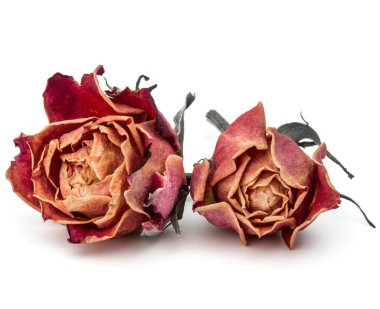 kurutulmuş gül çiçek baş beyaz arka plan kesme izole 