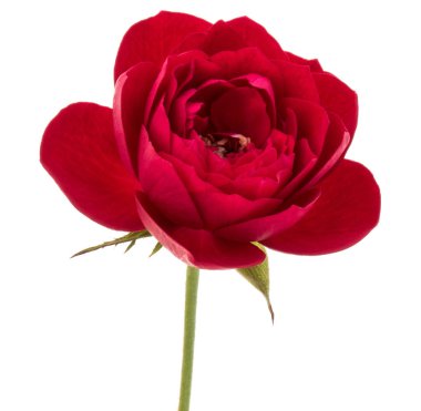 çiçek baş beyaz arka plan kesme izole bir kırmızı gül