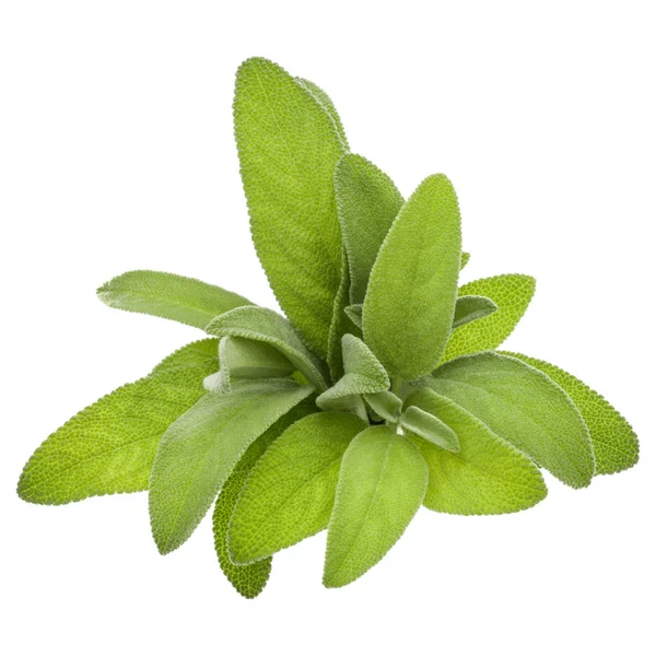 Sage herb leaves  bouquet isolated on white background cutout. — Stock Photo, Image