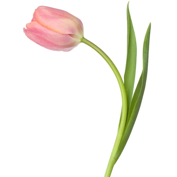 Uma flor de tulipa rosa isolada no fundo branco — Fotografia de Stock