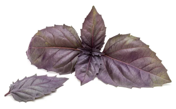Στενή μέχρι πλάνο φρέσκο κόκκινο βασιλικό φύλλα βότανο απομονώνονται σε στούντιο — Φωτογραφία Αρχείου