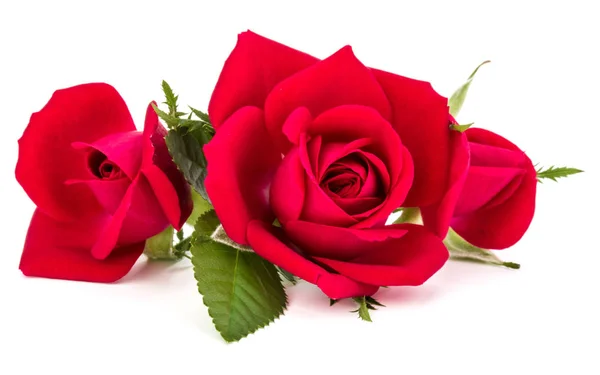 Bouquet de fleurs de rose rouge isolé sur fond blanc découpe — Photo