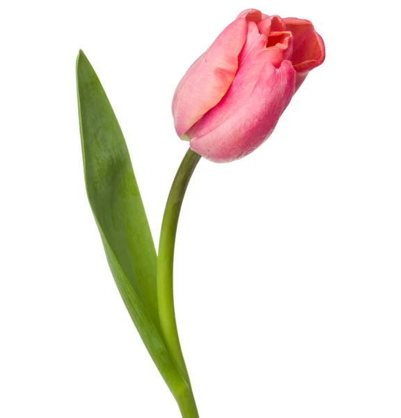 Una flor de tulipán rosa aislada sobre fondo blanco —  Fotos de Stock