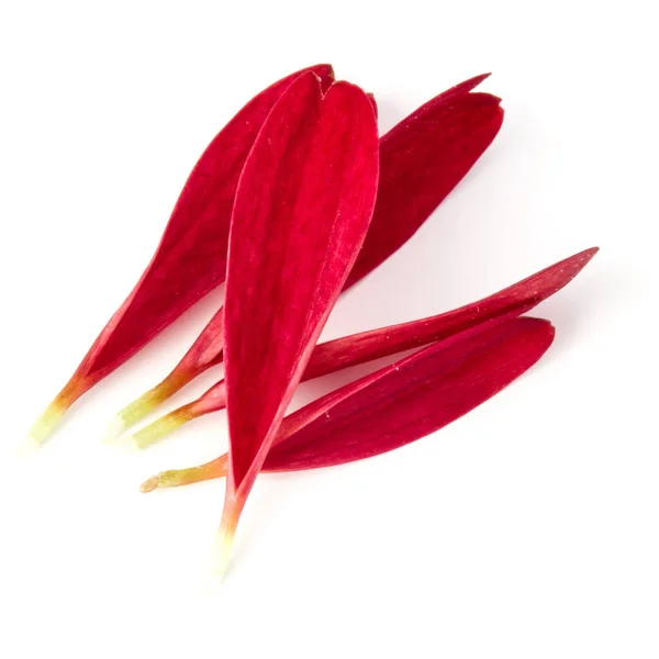 Petali di fiori di crisantemo rosso isolati su sfondo bianco — Foto Stock