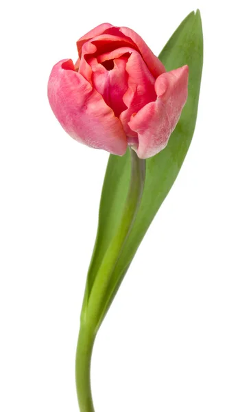 Uma flor de tulipa rosa isolada no fundo branco — Fotografia de Stock