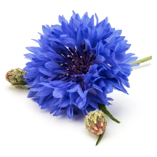 Blauwe Korenbloem kruid of Bachelor in knop bloem hoofd geïsoleerd op — Stockfoto