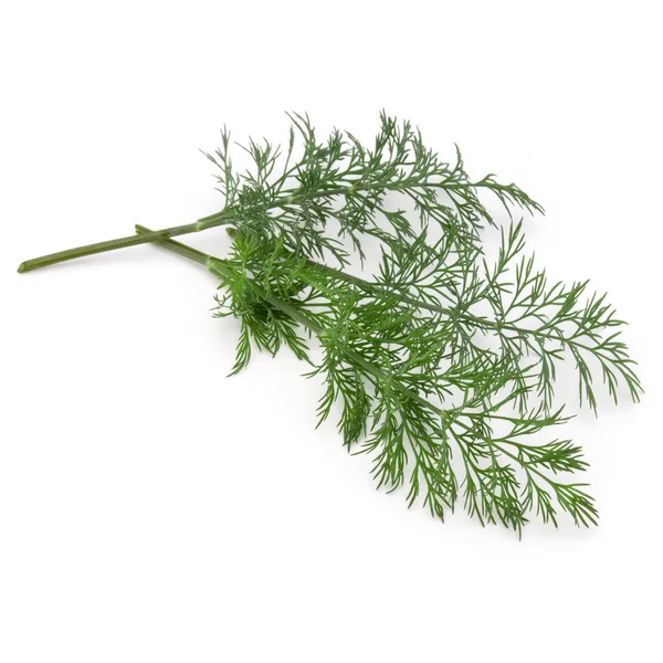 Close up shot of branch of fresh green dill herb leaves isolated — Stock Photo, Image