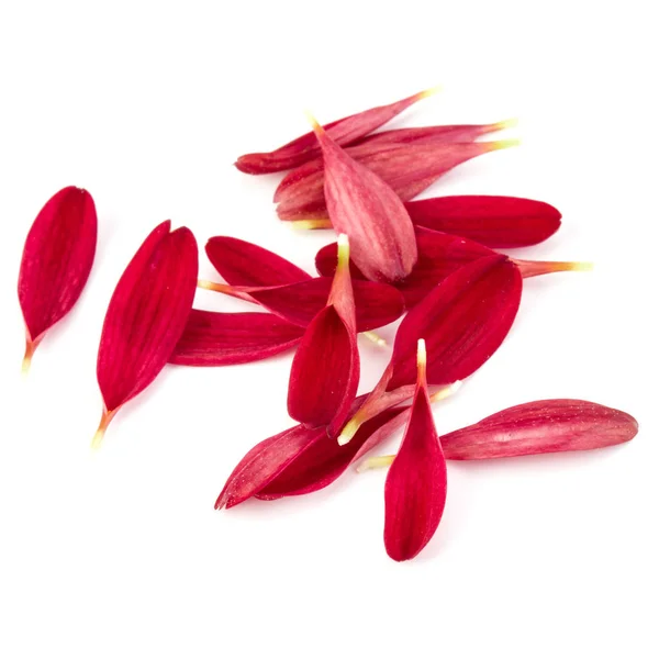 Röda krysantemum blomma kronblad isolerad på vit bakgrund — Stockfoto