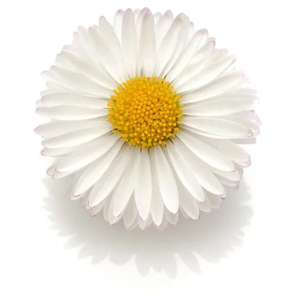 Beautiful single daisy flower isolated on white background cutou — Stock Photo, Image