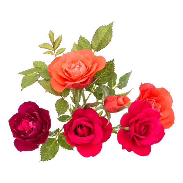 五颜六色的玫瑰花束与绿叶隔离在白色 — 图库照片