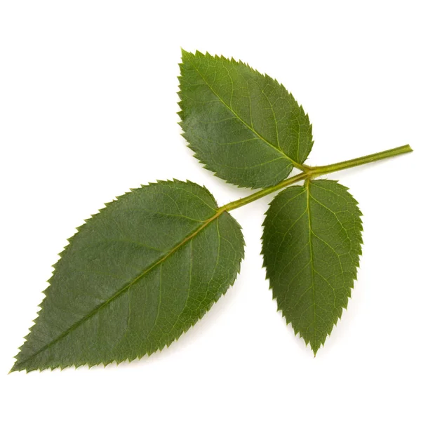 Green rose leaf isolated on white background cutout — Stock Photo, Image