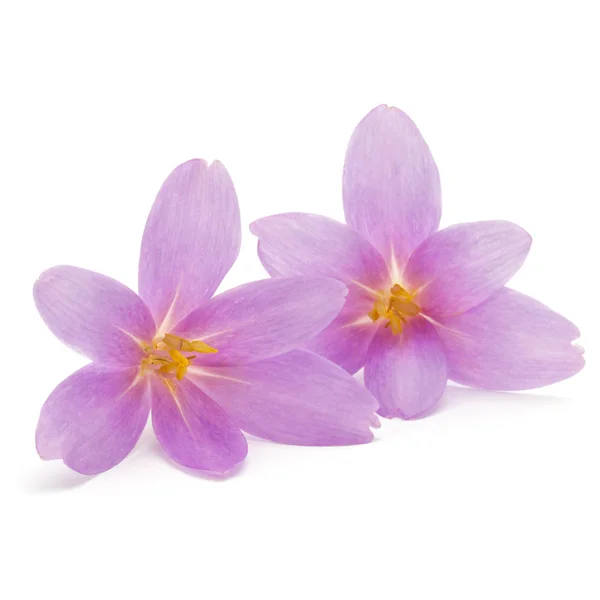 Flores de croco lilás isoladas sobre fundo branco — Fotografia de Stock