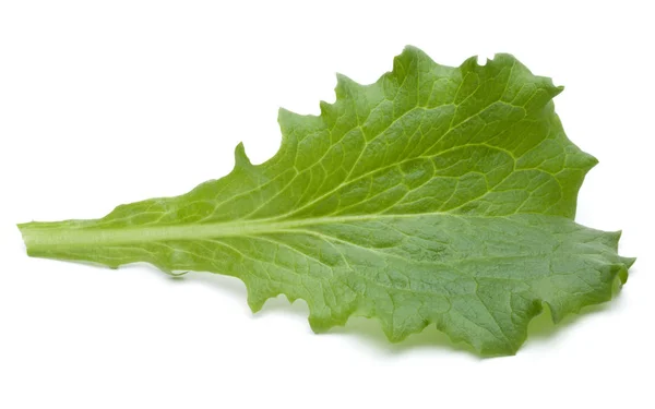 Primer plano de estudio de hoja de ensalada de endibia verde fresca aislada o — Foto de Stock