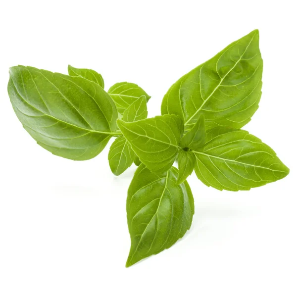 Close up studio shot of fresh green basil herb leaves isolated o — Stock Photo, Image