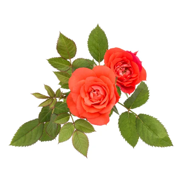 Bouquet de fleurs de rose orange avec des feuilles vertes isolées sur blanc b — Photo