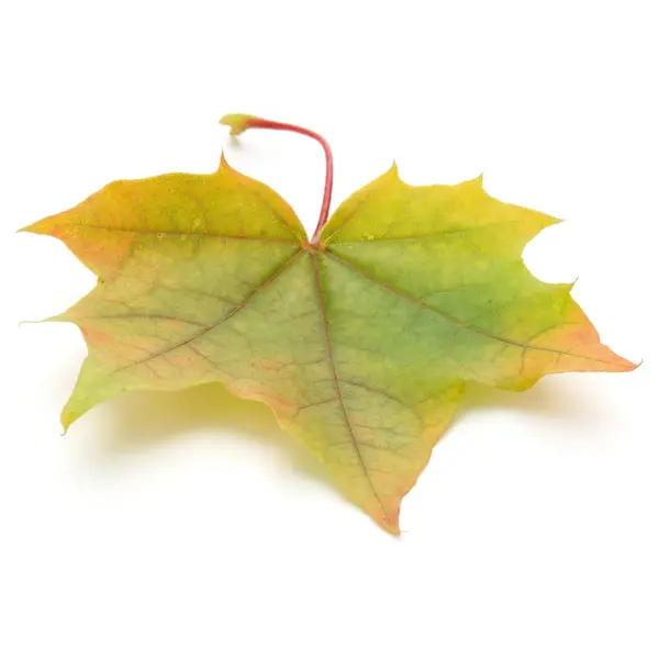 Renkli sonbahar akçaağaç yaprağı üzerinde beyaz izole — Stok fotoğraf