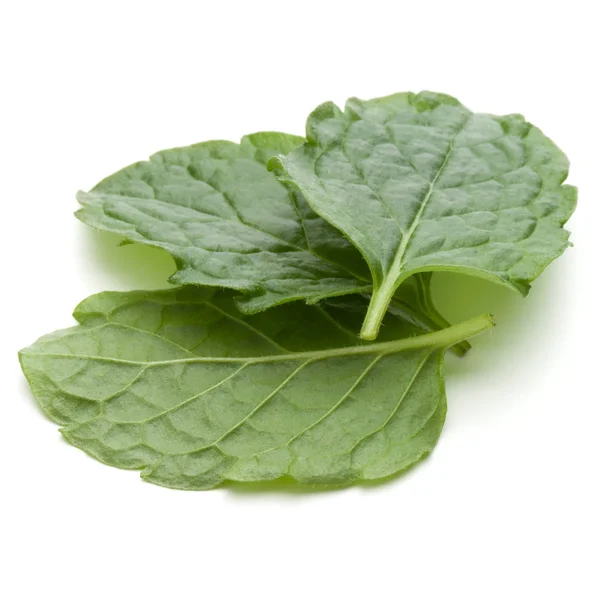 Hierba de menta aislada sobre fondo blanco recortado. Hojas de menta —  Fotos de Stock