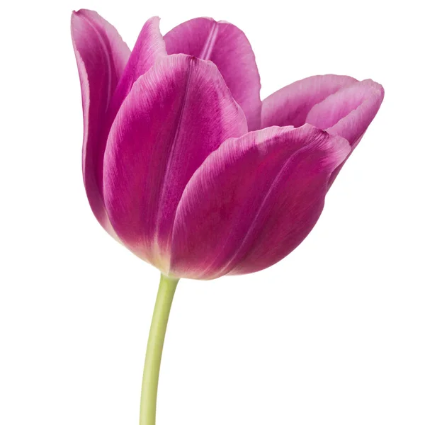 Lila Tulpe Blütenkopf isoliert auf weißem Hintergrund — Stockfoto