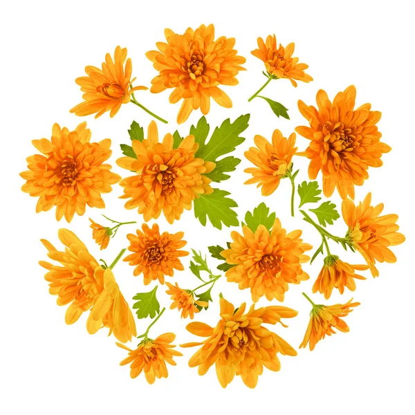 Chrysanthemum  Flowers composition. Round Frame made of orange