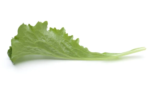 Close-up van studio shot van verse groene andijvie salade blad geïsoleerde o — Stockfoto
